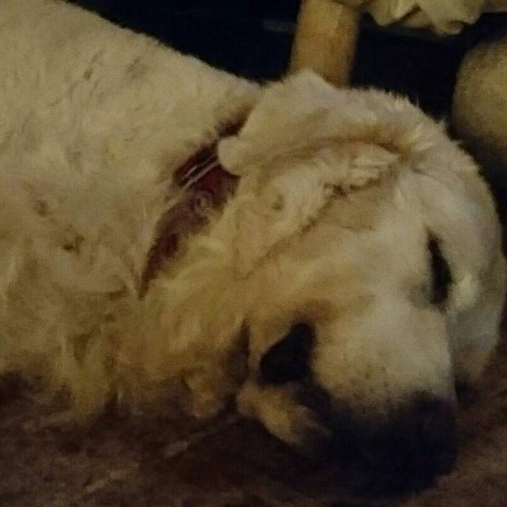 643e2233 857a 4d7c a884 f1dde1b8c982