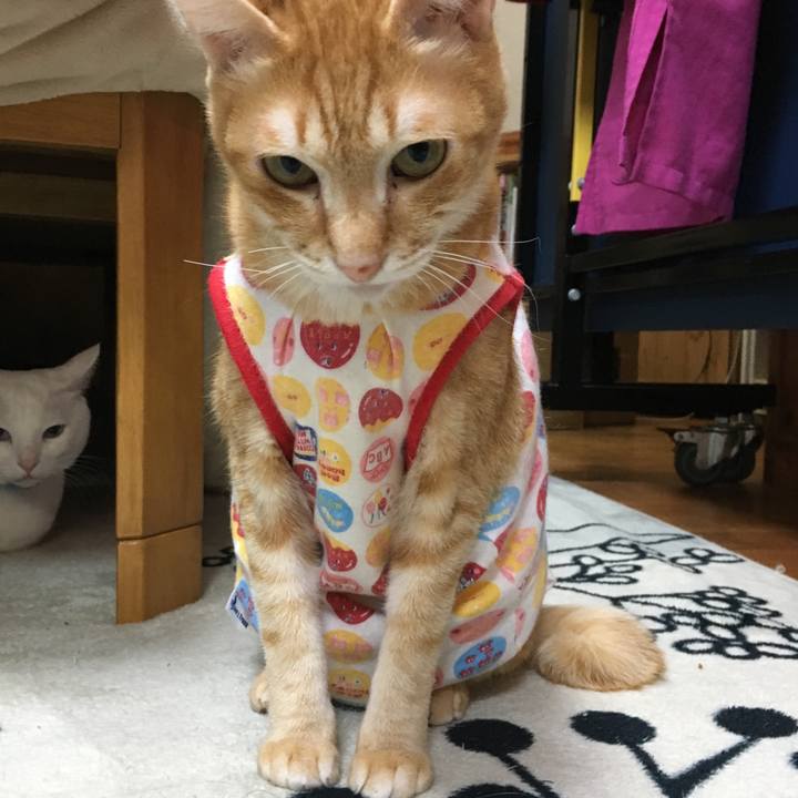 6441aeb8 1d0a 49ff bd29 209635520e2d