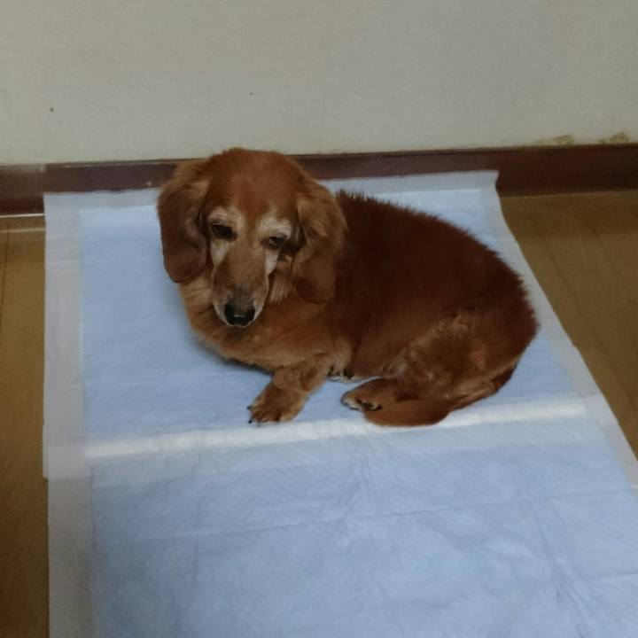 645ad52b f2ce 4a0e af76 1f2358235515