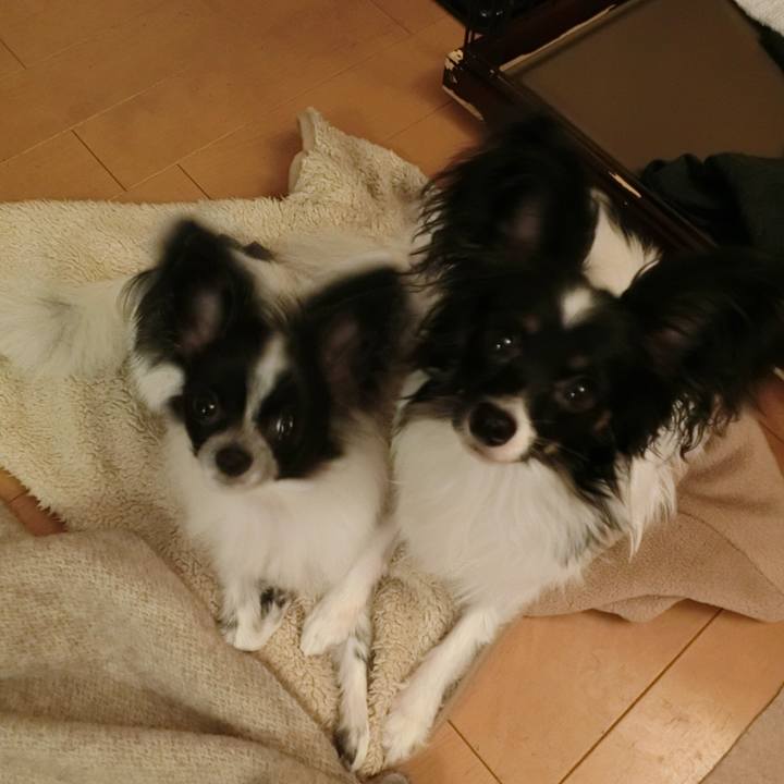 645e4475 6e56 4c0f 931e c3c8c052ce7b