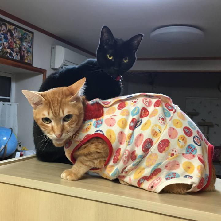 646565f6 61e6 4d3c 8b49 31a0447be406