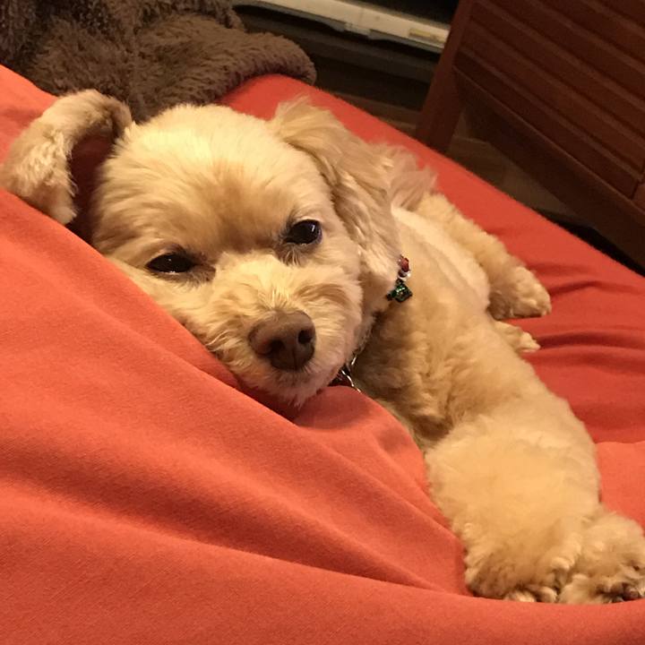 646f98e9 2989 4dc0 92fa 545073507819