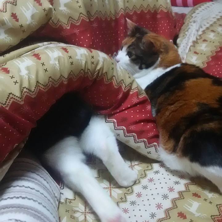 64718212 342d 4330 8234 1782469a8f88