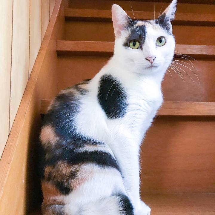 6473be5a 0cc5 4c4f 9506 04928556cdf9