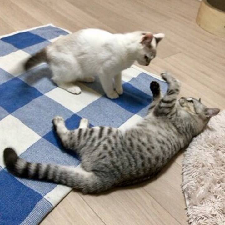 64c0c150 8f00 4e6e 9433 4b6ca439cae6