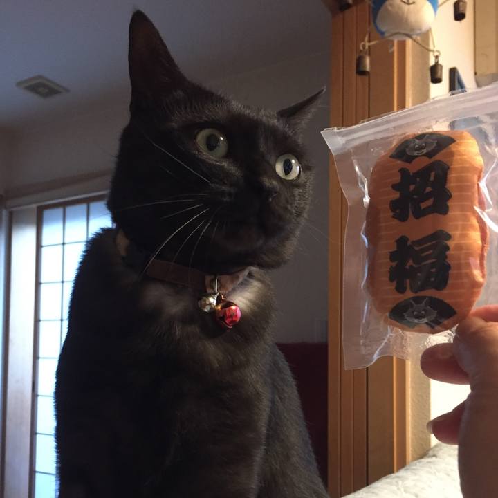 64e32105 ff91 4651 a158 5626f8c5db68