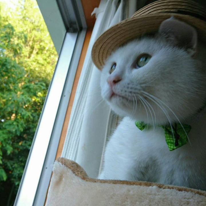 64e99858 b7f3 4f92 bf92 c376a494f8dc