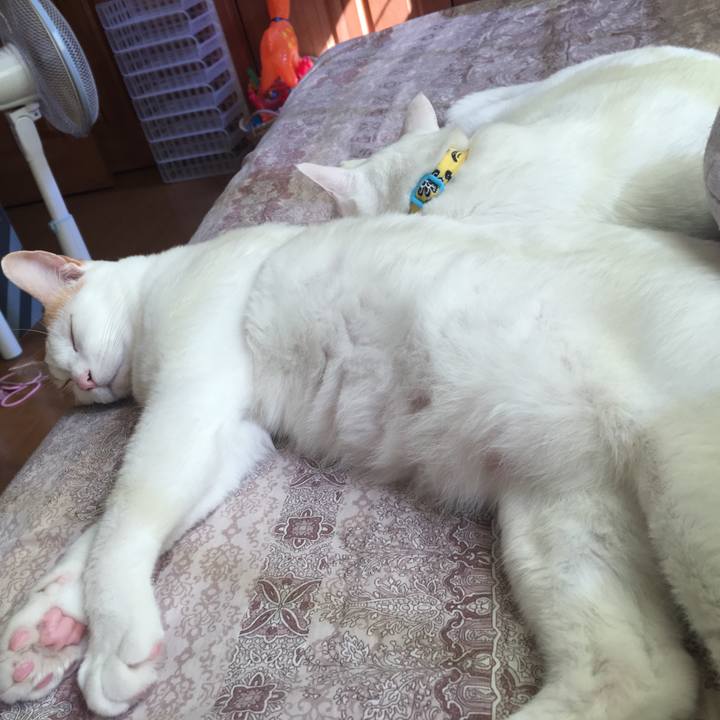 650120ce 0281 4d10 a0e7 7484862cdbbc