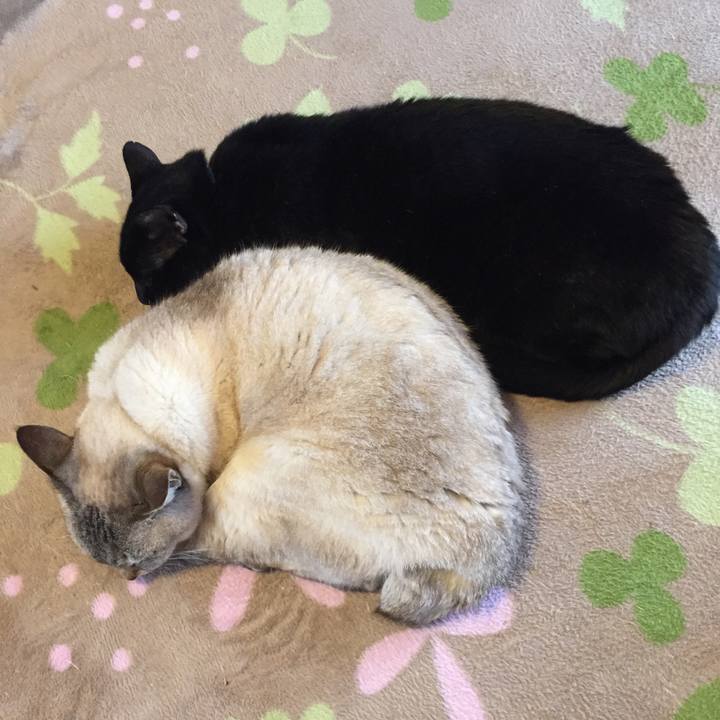 65241807 684a 4e29 9c8b fd623fdade47