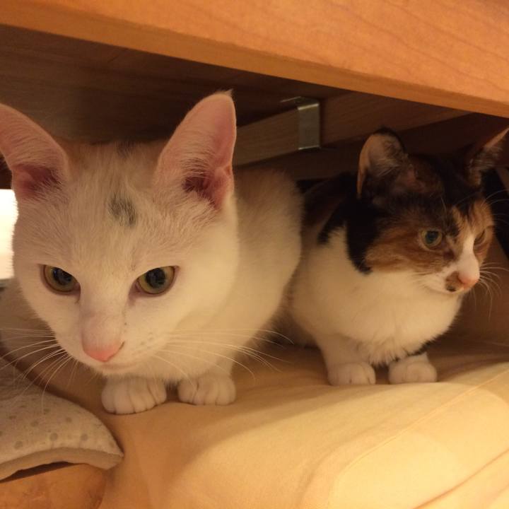 652ac6fc cd6b 4fcf 9de8 0e818b29474e