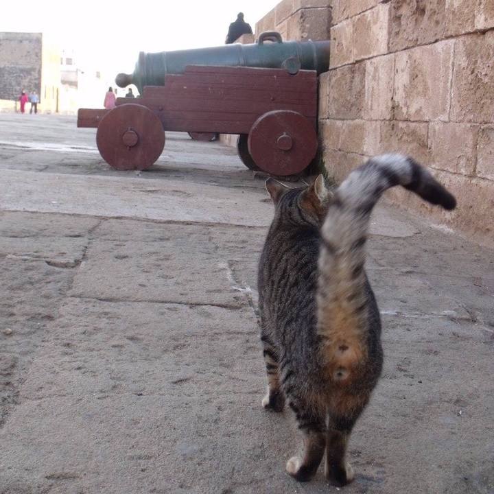 652af6a8 f951 46d0 9119 6c6511f4229b