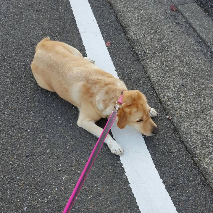 652ce95a f74b 4d2c 90c0 f559c054f57b