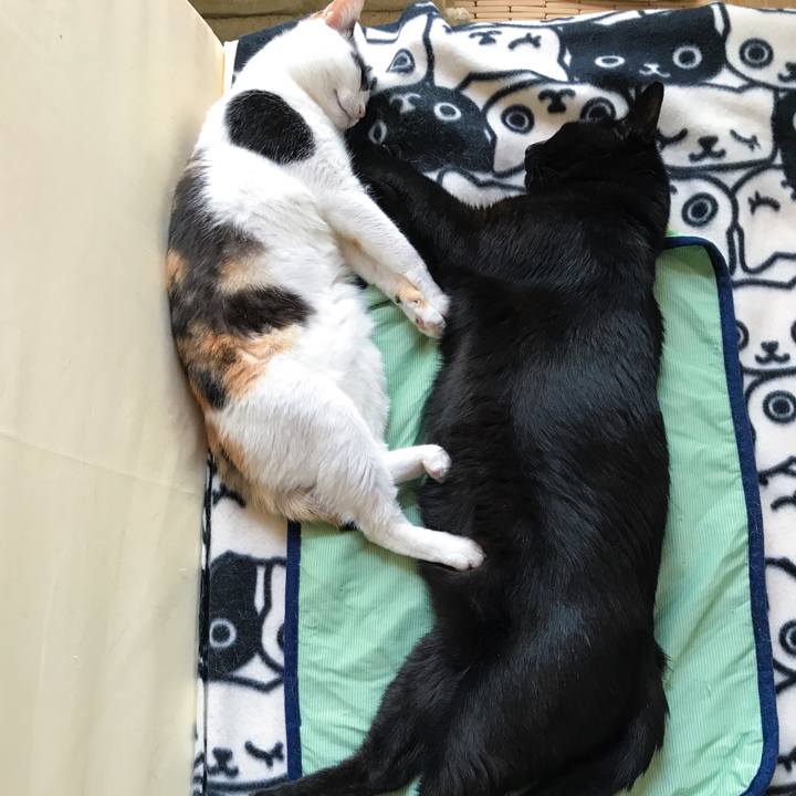 6537c403 6354 4a14 82e9 20b6af19e901