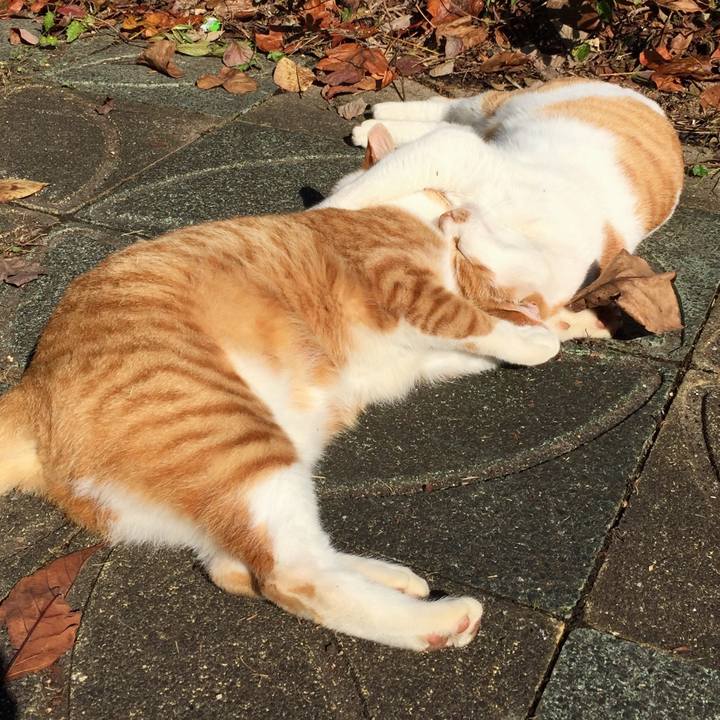 65491def be28 460c 8fc3 a0a380551101