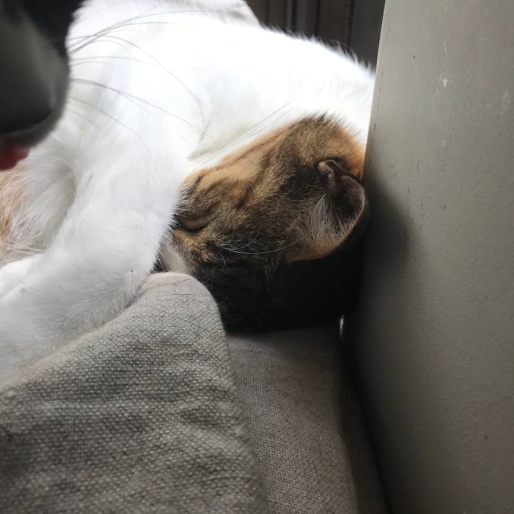 654c6b1d 1565 4aa2 a745 ee4ce4b1b0f5