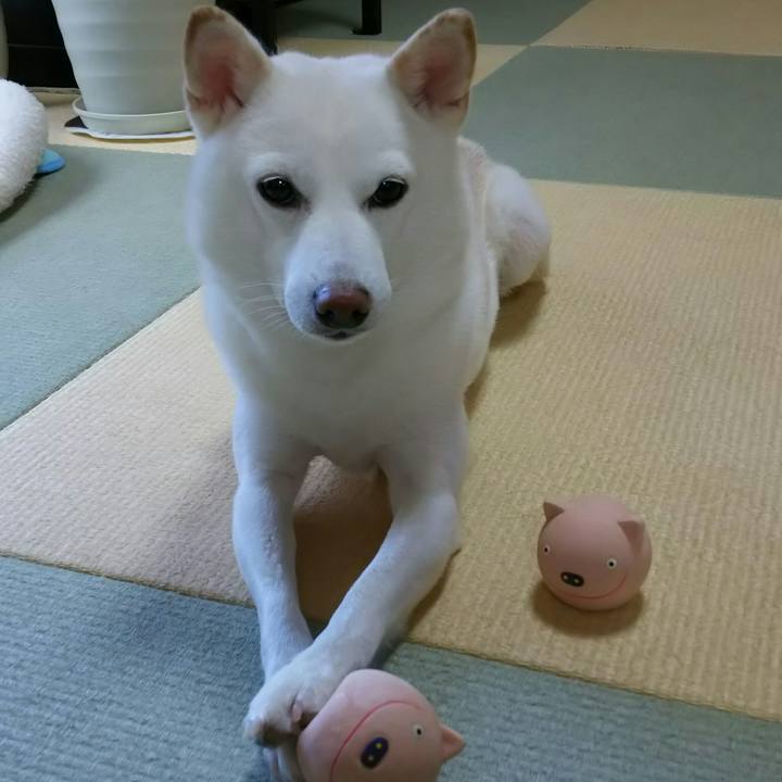 655cc9f8 cccc 4408 be1e c9a8cf5065a4