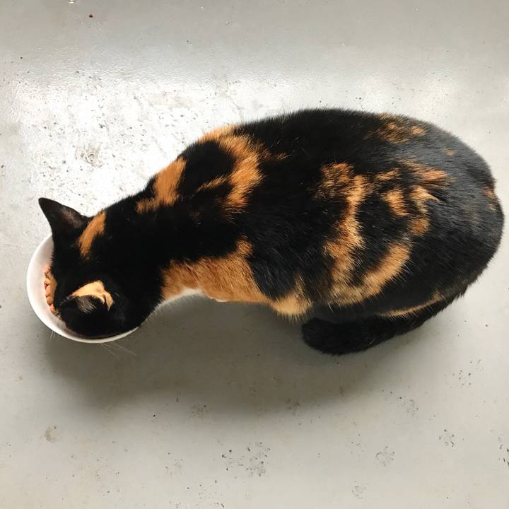 655f0696 31ca 4a15 896f ba8167ea0c31