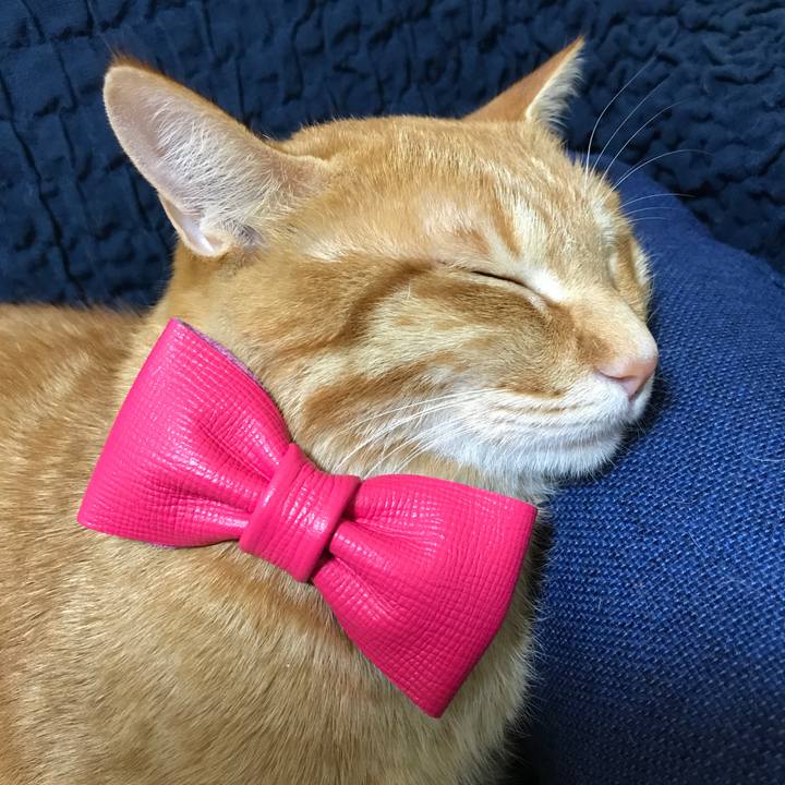 656de81a 8176 4039 9024 be8e77879c0a