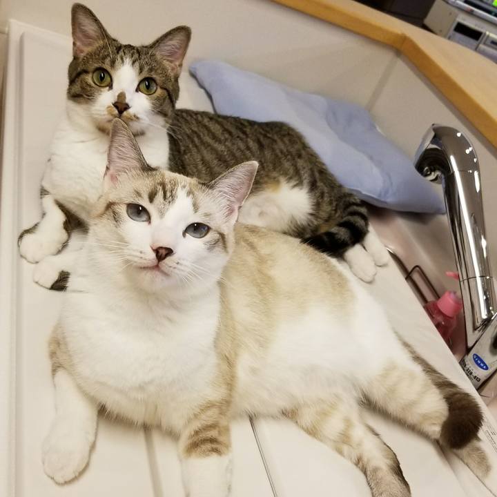 6590a13f 7335 4226 89fe cb7402d4c0ed