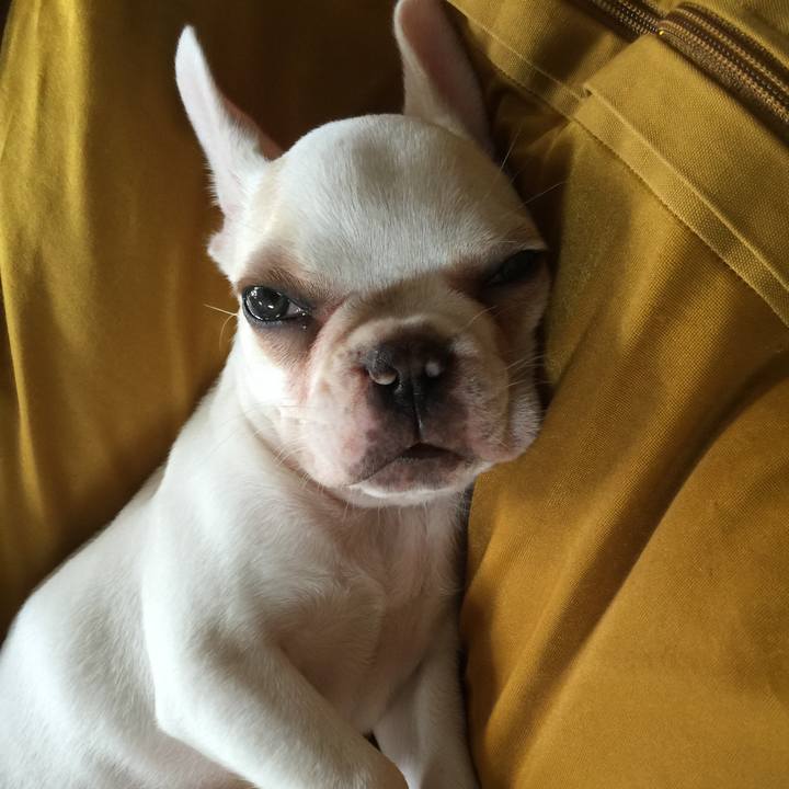 65a17d92 ce98 44c9 8789 e6210b43eca7