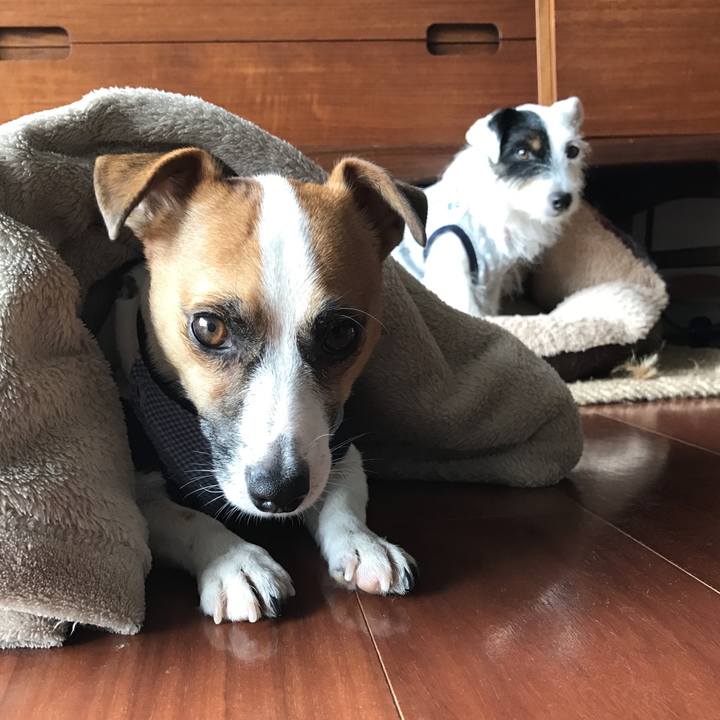 65a205c4 90c5 4d25 b61b 6d0a16d021d4