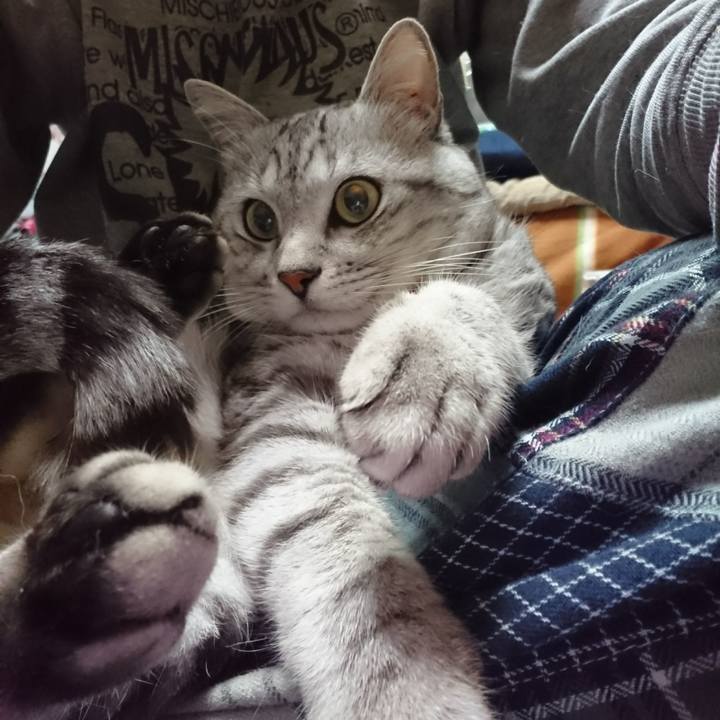 65a252d2 e98d 4c80 bc01 6cfb4a2de210