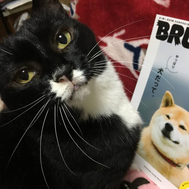 65a487c8 c10d 484b 8b38 4bb7a538a66f