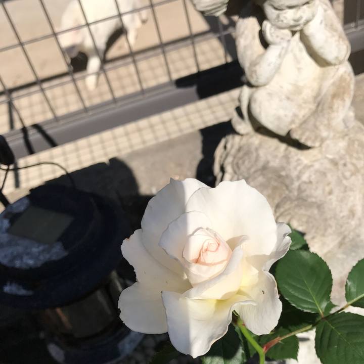 65a5f8e5 4341 4544 8ccc 78dee80e339a