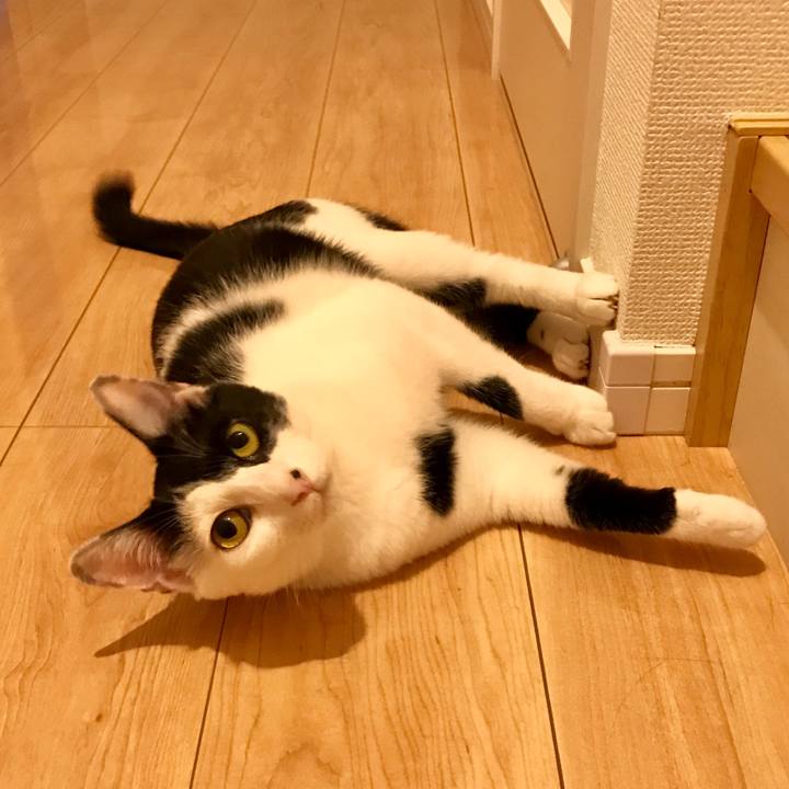 65c20896 e4d4 48a1 84fc 158c163451d5