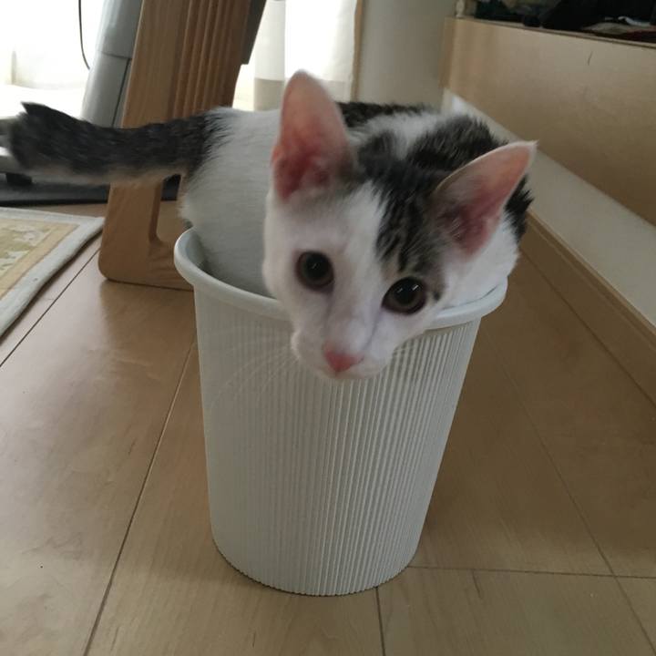 65c6686d 1d4a 4141 ae9e e1ac33b45f1c