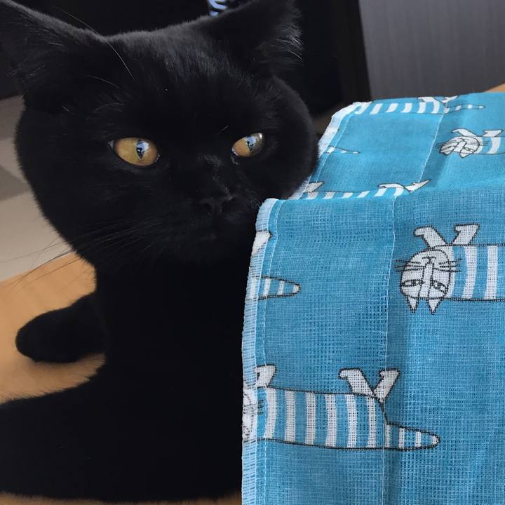 65de6c05 e1bd 482a 87e8 dbfb928b6336