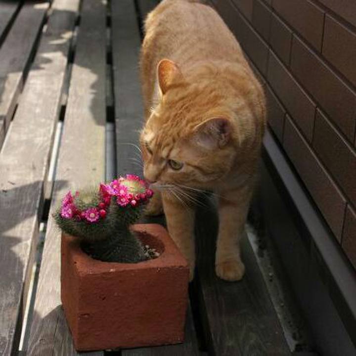 65e5c0b4 476c 44cf a629 14bcc7f897a6