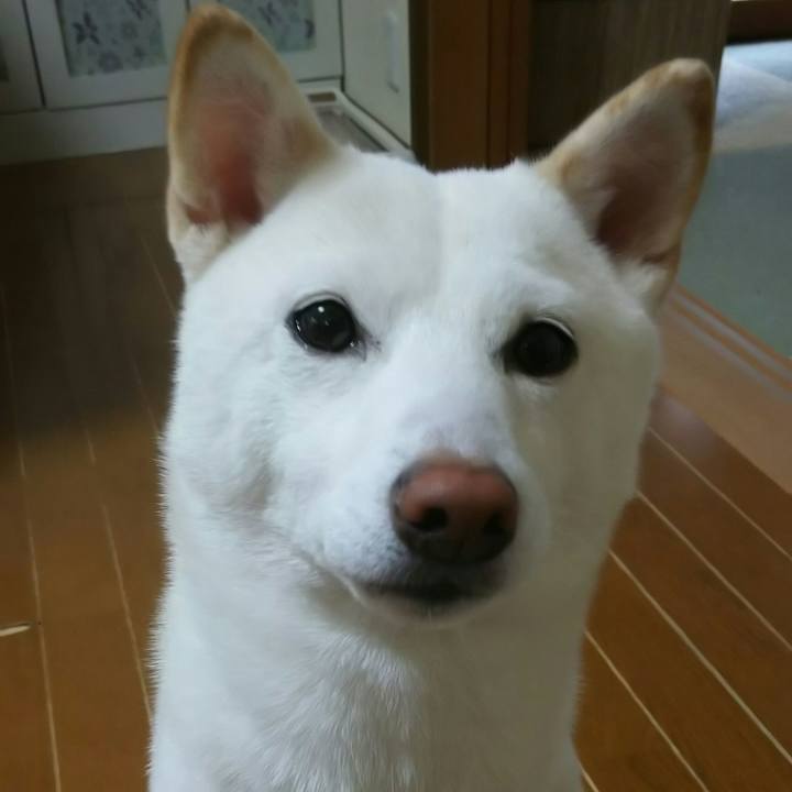 65e6960c d40a 4bda b8e3 64d278687fa8