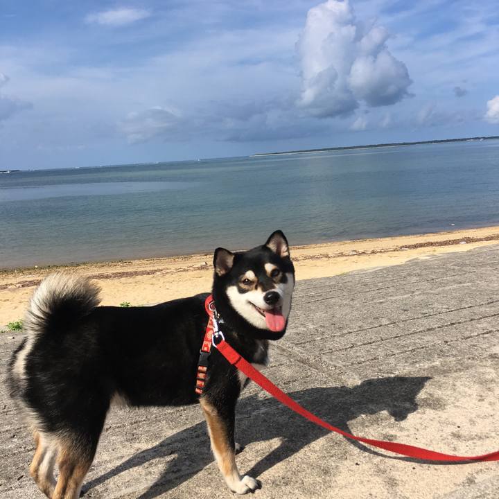 66018e73 c1a2 4339 9c70 a4110bf0cceb