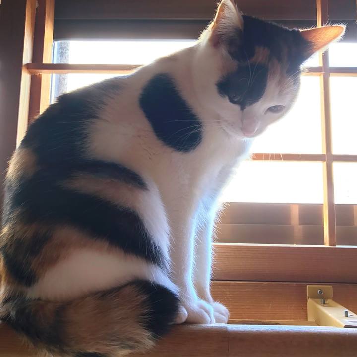 6606b4a2 362e 41b1 98e0 37e75c6c7985