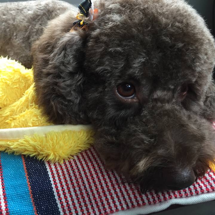 6607cdb0 7b5c 4593 9c2b b3799c0262fe