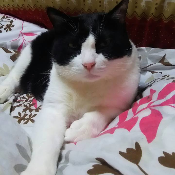 66080a4a e5a1 4cde 95ff f45ce7fed950