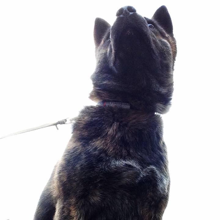 6610381a 63c5 4339 9670 b61ed478a216