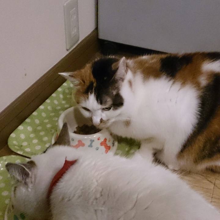 661c54d6 2b09 4bd4 8f90 3a3f2092d139