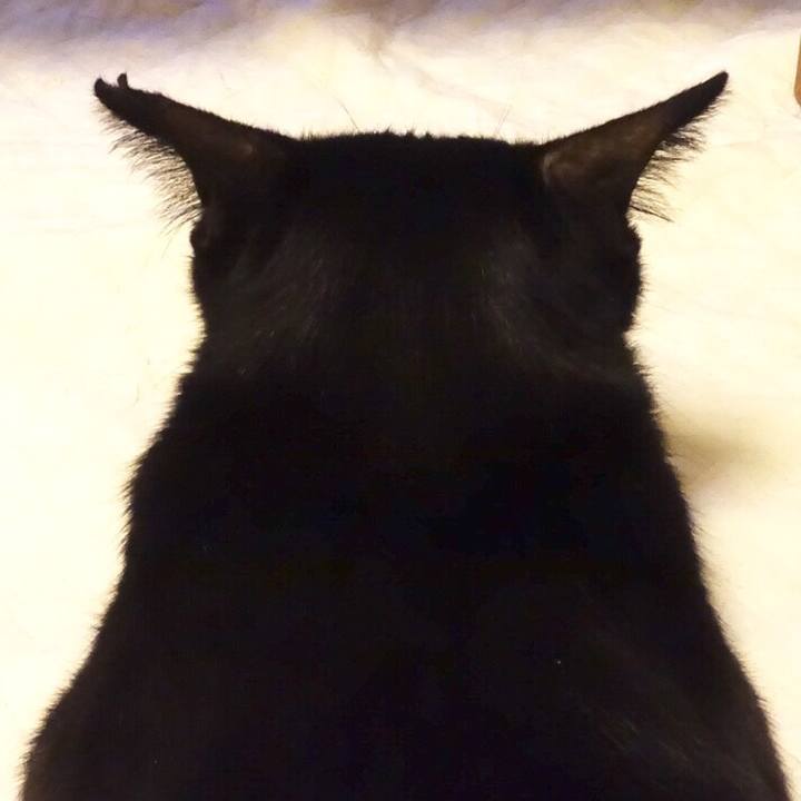 66212b2d 73dc 4fa8 95f9 264cecb13934