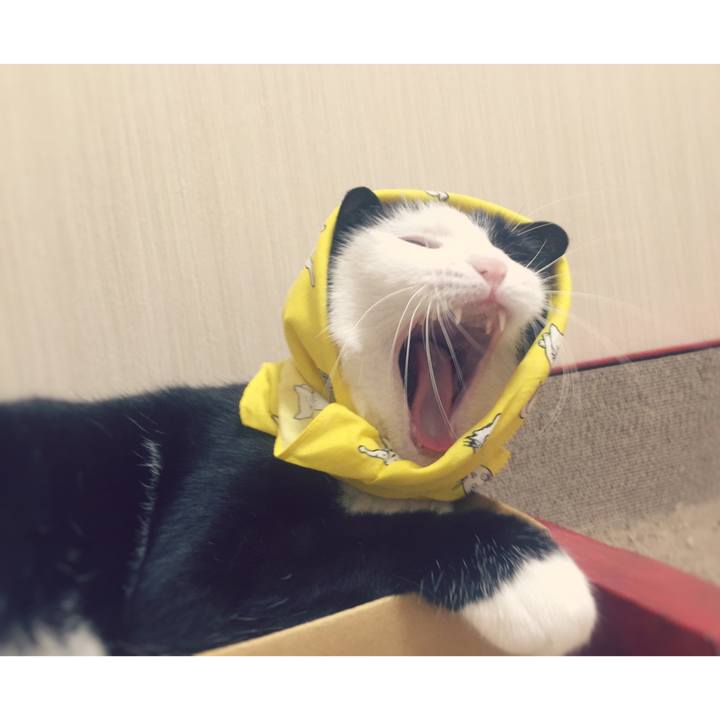 66262910 cf22 460e bf71 65ce808e0d3c