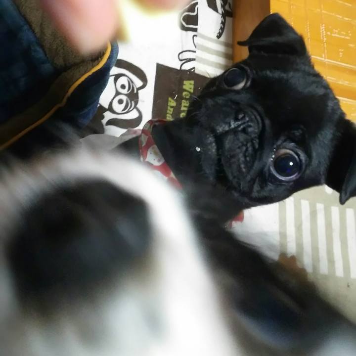 6628b52a 2d49 4c53 bdcf 7c9b565510e3