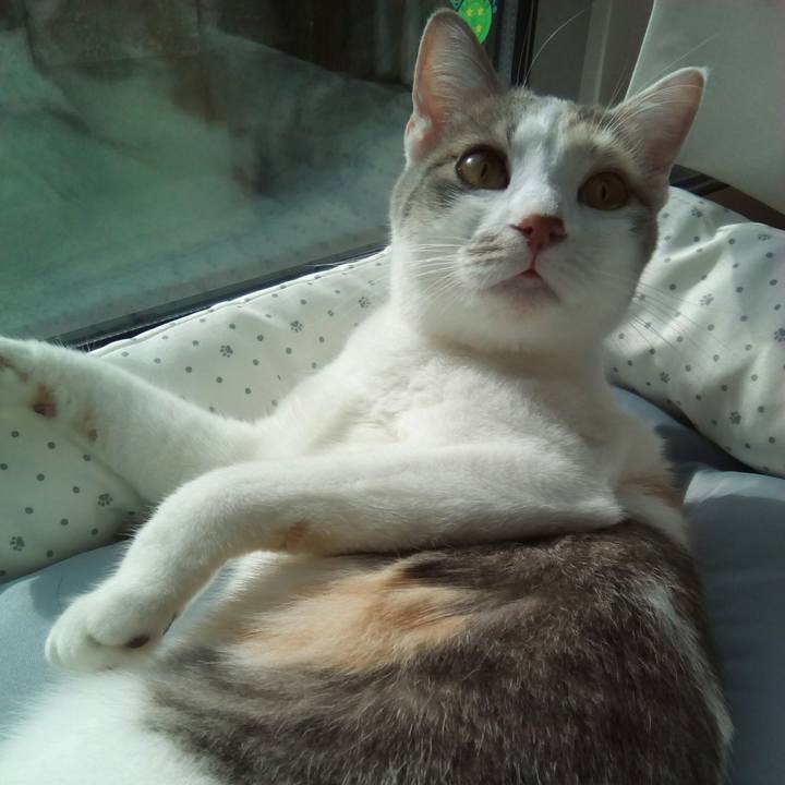 662a70b6 c23e 482a 80a4 372a003098f7