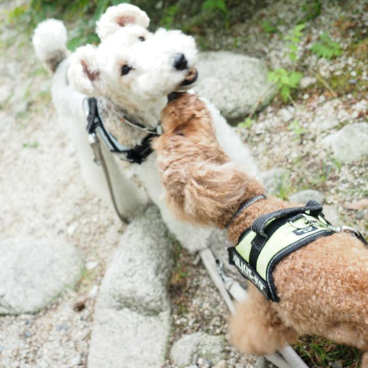 662cfaf3 a376 41b9 bb84 3031096e2cc8