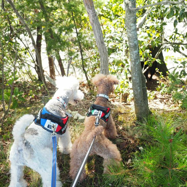 66493b48 0552 467b 8f6f d31ddde095b4