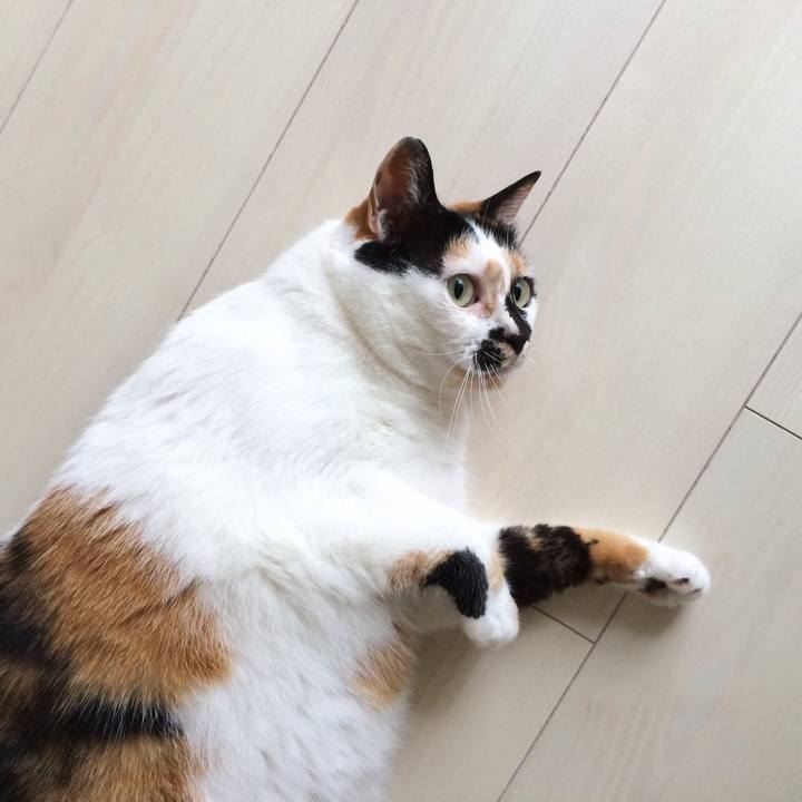 666735d6 7c4a 4000 a186 2eae605e0d4a