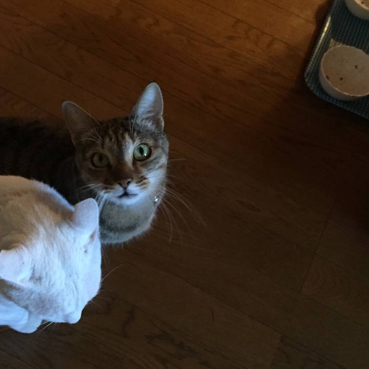 66933862 325e 414c 8d32 421a734ad1c4