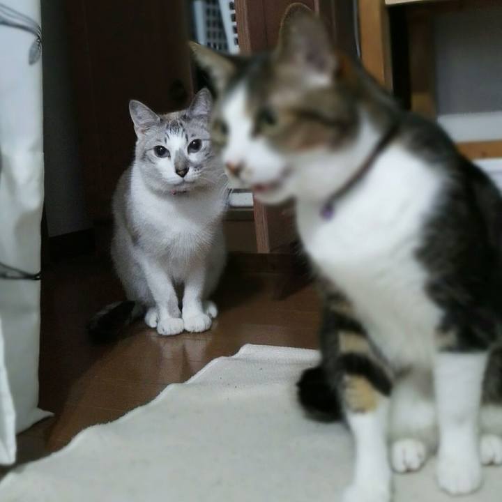 66a4caf0 370b 4a16 9c98 b1106d4b27db