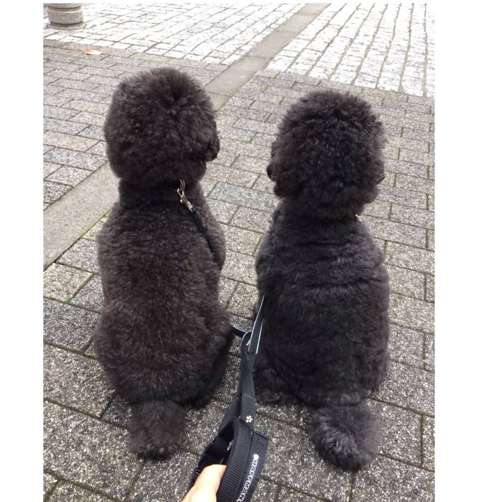 66b119a0 7b1e 4b9f 950b fa6b4db531c7