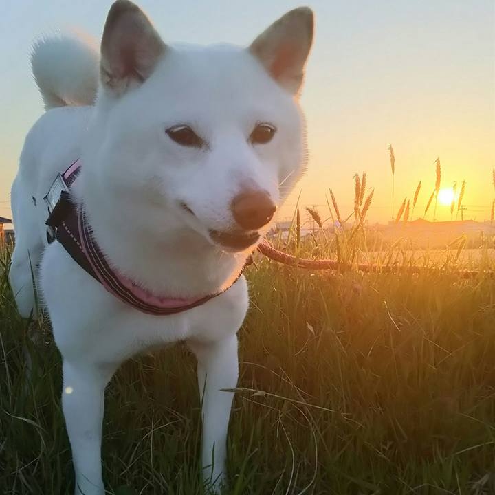 66b203a0 b44a 4965 a832 1a741f5dbb41